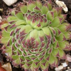 Sempervivum - Dachwurz - Hauswurz